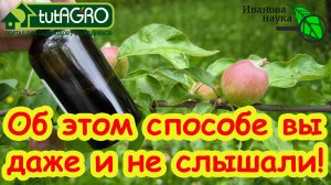 ЗА 1 РУБЛЬ ОБРАБОТАЛ ВСЁ! Тля сдохла, муравьи и слизни ушли к соседям, белокрылка улетела прочь.