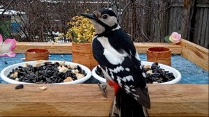 Птички на кормушке (08.04.2025 года)