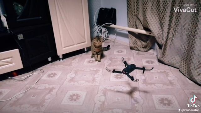 кот и коптер.