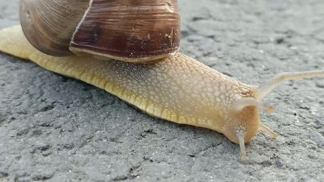 Улитка смотреть онлайн