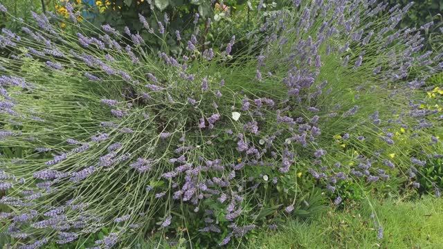 Цветёт лаванда! смотреть онлайн