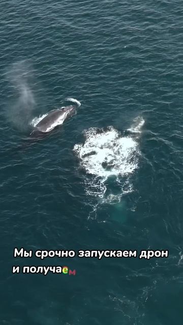 Киты тут, кстати, будут до Октября-Ноября. Так что пакуйте чемоданы  #кейптаун #киты #юар