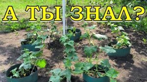 Выращиваем ОГУРЦЫ 🥒🥒🥒ЁЛОЧКОЙ🌲Лучший способ на второй оборот👍