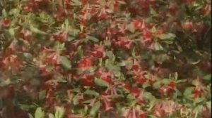 Лабайкалагьу ма лабвйк.