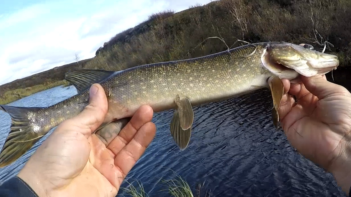 Рыбалка 🎣.Ловля щуки на блесну.