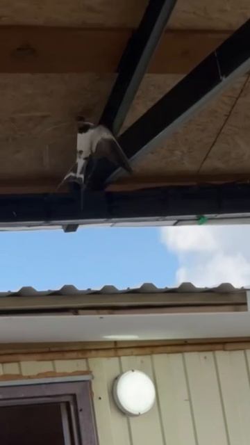 Ласточка смотреть онлайн