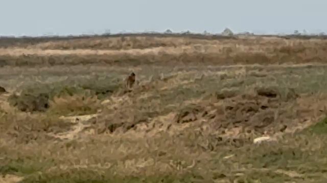 Лис смотреть онлайн