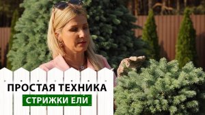 Прищипка ели летом — простой способ сделать её гуще