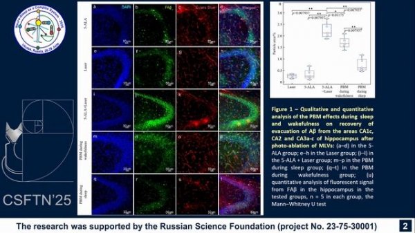 Technology for removing beta-amyloid from mouse brain