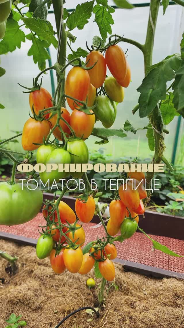 Формирование томатов в теплице смотреть онлайн