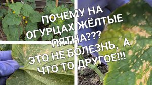 Желтые пятна на огурцах это не болезнь, а присутствие вредителей!