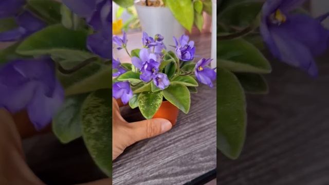 Фиалка почти потеряла свою пестролистность, но все равно она прекрасна смотреть онлайн