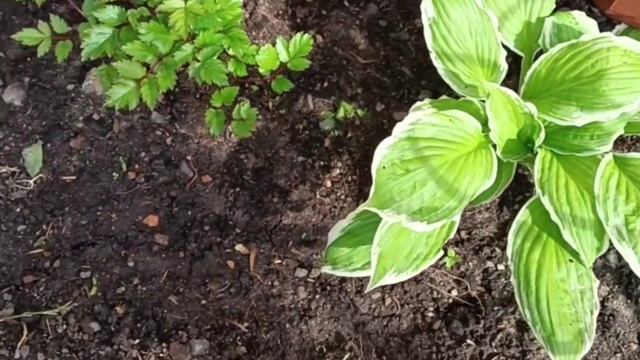 небольшой момент моей занятости на даче, пересадка цветов смотреть онлайн