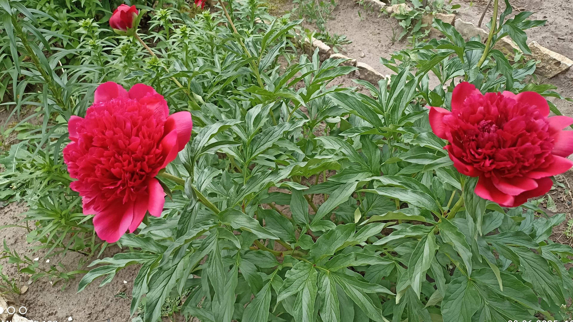 А ты так любишь пионы, красные, красные.