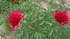 А ты так любишь пионы, красные, красные.