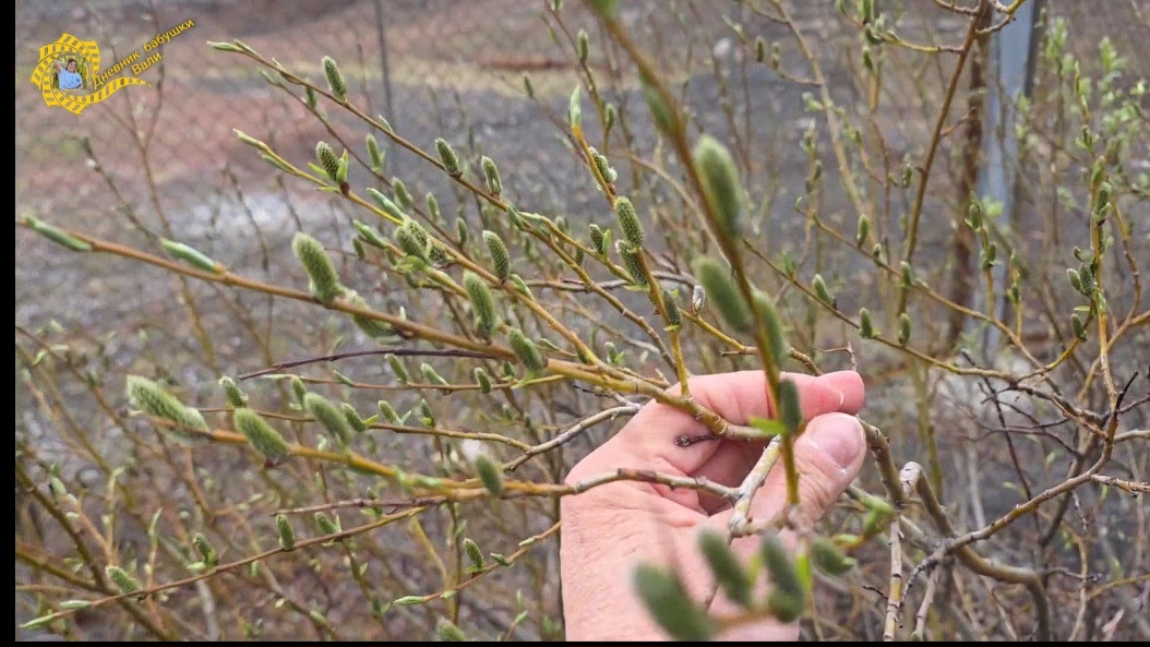 Лето на Полярном Урале гуляет. смотреть онлайн