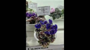 Выставка фиалок в Москве | Съезд селекционеров июнь 2025 года | Дом Фиалки
