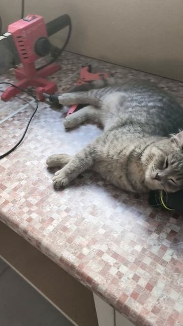 Кошачий перекур.mp4