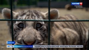 В Нальчикском зоопарке завершился этап масштабного обновления