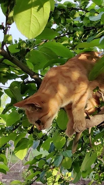 Прыжок с дерева. #кошка 4k смотреть онлайн