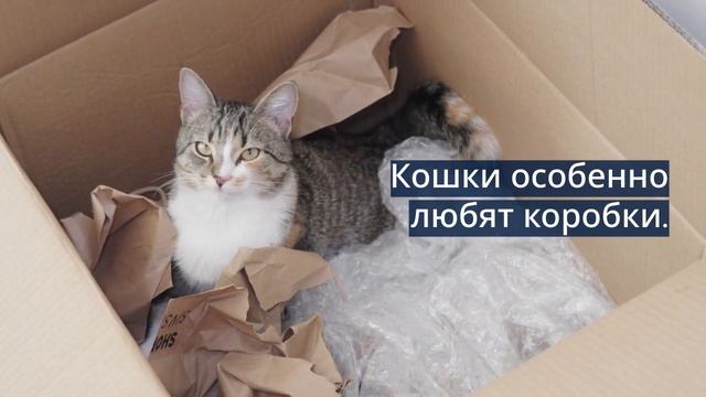 Untitled_video (1) смотреть онлайн