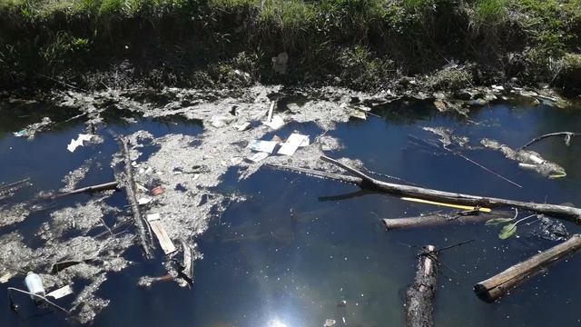 Дафния. Где найти живой корм? смотреть онлайн