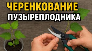 Пузыреплодник – роскошный кустарник для сада! Размножаем черенками легко и быстро.