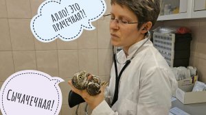 Совы на приёме у ветеринара Марии Маркиной. Сова сплюшка Калинка и сыч Кубыша пошли на анализы