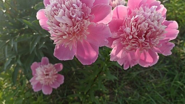 Цвет лица уже не персика смотреть онлайн