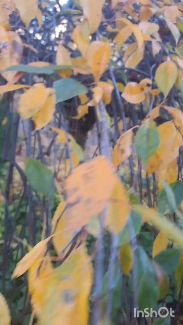 Питер. Ботанический сад 2024