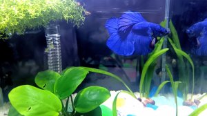 Мини-аквариум 5 литров для Тимофея