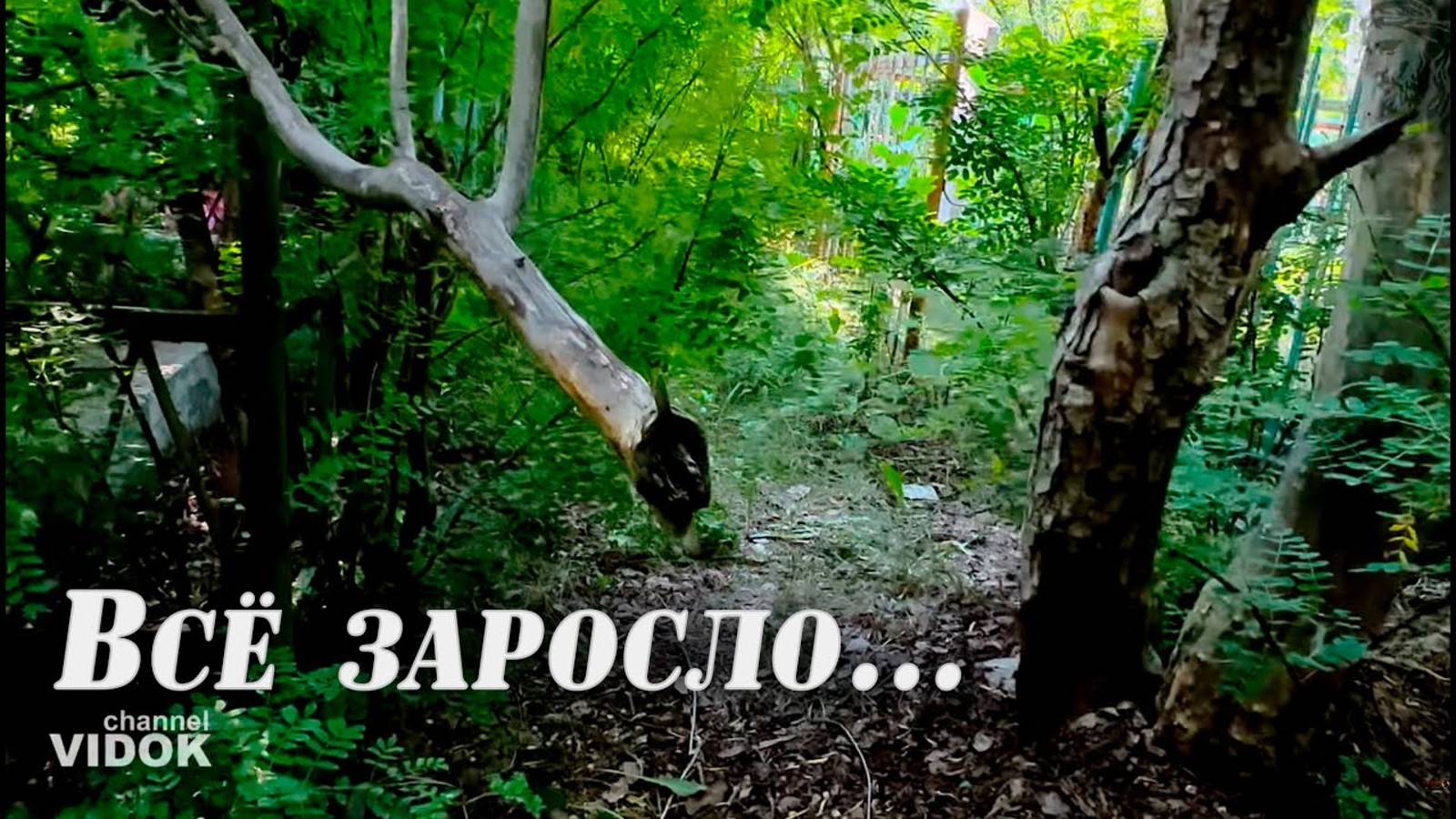 БОЛЬШАЯ ПРОГУЛКА ПО КЛАДБИЩУ 😬 ЗАБРОШЕННЫЕ МОГИЛЫ (ЗАРОСШИЕ) захоронения июнь 2025 смотреть онлайн