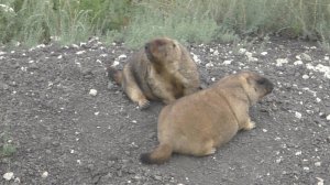 Как кричат сурки