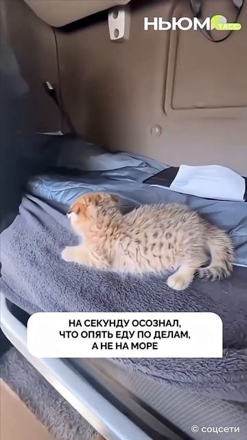  смотреть онлайн