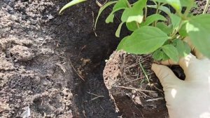 Посадка метельчатой гортензии с ЗКС в открытый грунт весной