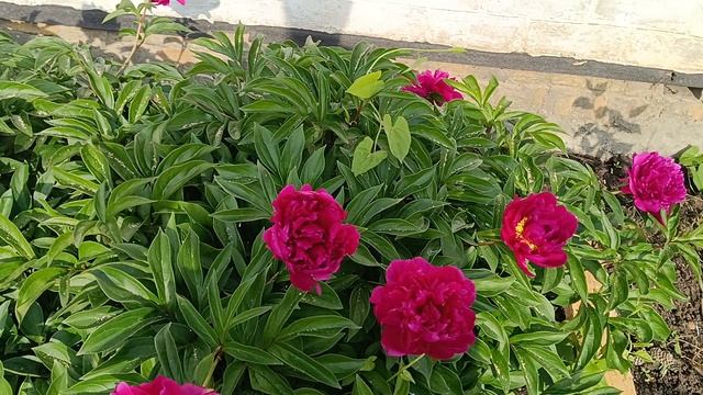 Сегодня решила сделать себе выходной!Села батарейка. смотреть онлайн