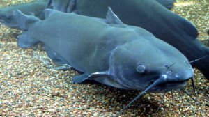 Канальный сом Русская рыбалка 4 озеро лосиное