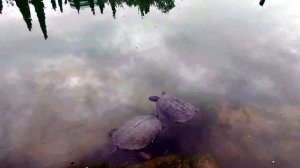 Черепахи в пруду