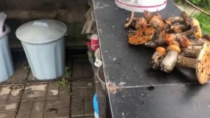 Дачные грибы 2025