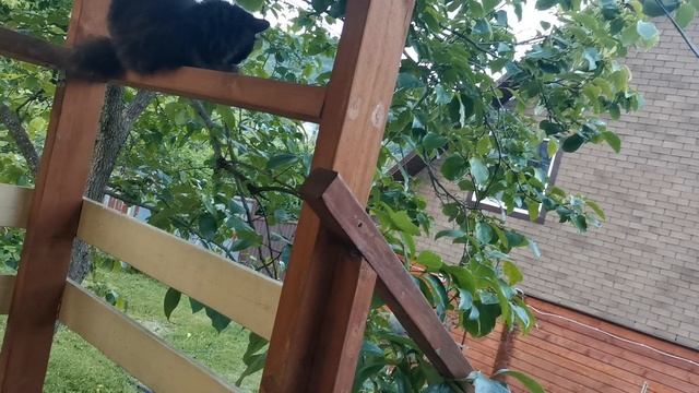 СОЧИ ГОРНОЕ ЛОО ВЕЧЕР 20.06.2025 смотреть онлайн