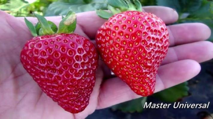 Клубника Альбион, очень крупные ягоды и ещё одна важная особенность сорта. смотреть онлайн