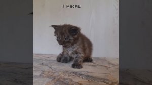 Котята Мейн кун 1 месяц