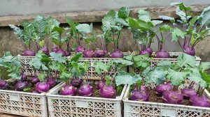 Очень вкусная и простая в выращивании, вы можете выращивать фиолетовую кольраби круглый год