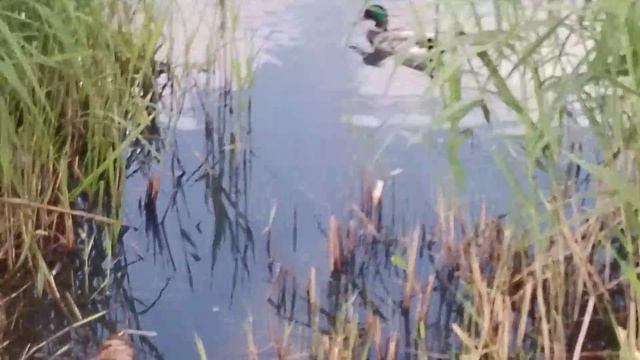 утки на озере.mp4