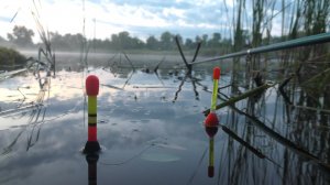 НОЧНЫЕ МОНСТРЫ  УТАСКИВАЮТ ПОПЛАВОК В ТЕМНОТУ. НОЧНАЯ РЫБАЛКА НА ПОПЛАВОК.