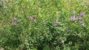 РОЗОВАЯ СИРЕНЬ LILAC CYRINGA L СИРЕНЬ красота
