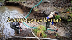 Золото ручья Вялый