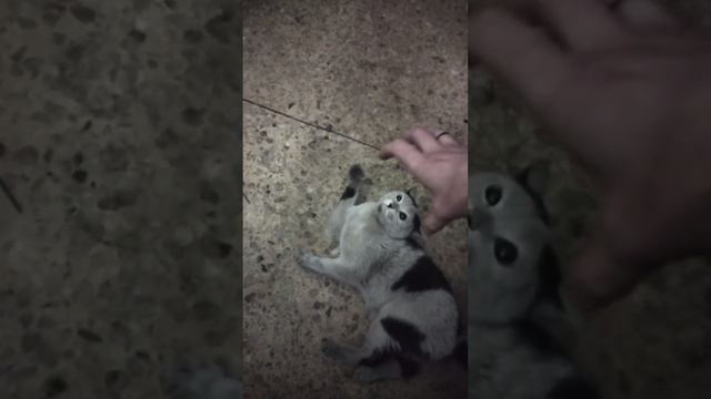 Котофей смотреть онлайн