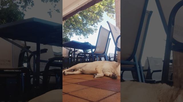 ШАРЮШКА ОТДЫХАЕТ смотреть онлайн