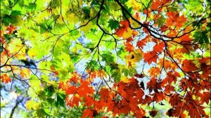 Николай Горобец - Клен и рябина